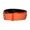 The Perfect Orange Classic Collar