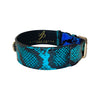 Electric/Turquoise Blue & Black Snake Classic Collar With Gold Classic Hardware